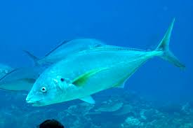 Image result for Pseudocaranx dentex