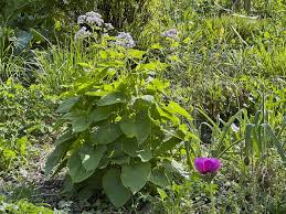 Attēlu rezultāti vaicājumam “Lunaria rediviva leaf”