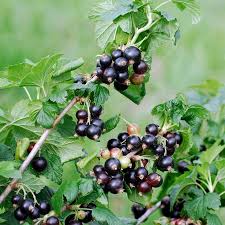 Attēlu rezultāti vaicājumam “Ribes nigrum fruit”