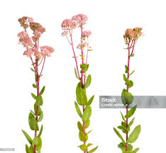 Attēlu rezultāti vaicājumam “Hylotelephium telephium”