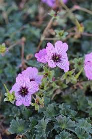 Image result for Geranium `Sandrine`