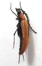 Attēlu rezultāti vaicājumam “Pseudocistela ceramboides”