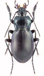 Attēlu rezultāti vaicājumam “Carabus glabratus”