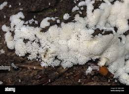 Attēlu rezultāti vaicājumam “Ceratiomyxa porioides”