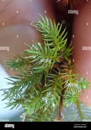 Attēlu rezultāti vaicājumam “Pogonatum dentatum macro”