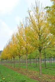 Attēlu rezultāti vaicājumam “Fraxinus pennsylvanica”
