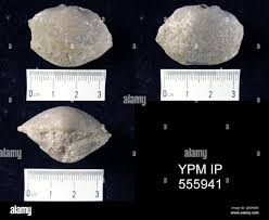 Attēlu rezultāti vaicājumam “Reticularia sp.”