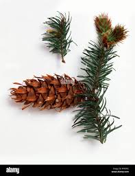 Attēlu rezultāti vaicājumam “Pseudotsuga menziesii flower”