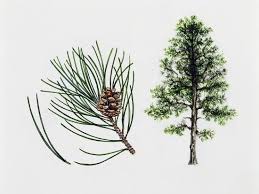 Attēlu rezultāti vaicājumam “Pinus nigra fruit”
