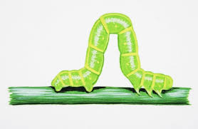 Attēlu rezultāti vaicājumam “Eulithis mellinata”