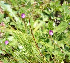 Attēlu rezultāti vaicājumam “Vicia lathyroides”