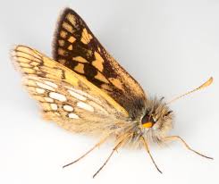 Attēlu rezultāti vaicājumam “Carterocephalus palaemon”