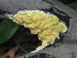 Attēlu rezultāti vaicājumam “Hypocrea gelatinosa”