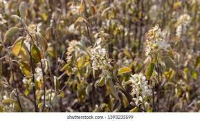 Attēlu rezultāti vaicājumam “Amelanchier spicata flower”