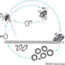 Attēlu rezultāti vaicājumam “Entomophthora”