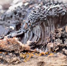 Attēlu rezultāti vaicājumam “Stemonitis marjana macro”