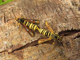 Attēlu rezultāti vaicājumam “Sesiidae”