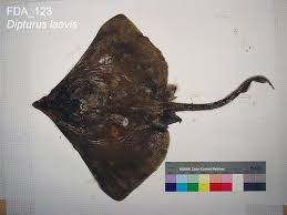 Image result for Dipturus laevis