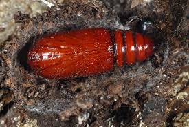 Attēlu rezultāti vaicājumam “Conistra rubiginea”