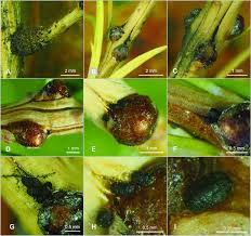 Attēlu rezultāti vaicājumam “Adelges laricis”