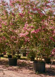 Image result for Lagerstroemia