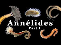 Attēlu rezultāti vaicājumam “Annelides”