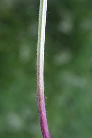 Attēlu rezultāti vaicājumam “Plantago lanceolata fruit”