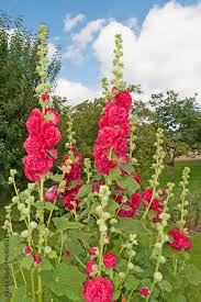 Image result for Stockrose