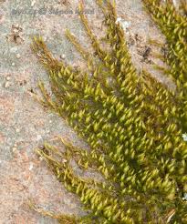 Attēlu rezultāti vaicājumam “Pylaisia polyantha”