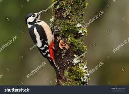 Attēlu rezultāti vaicājumam “Dendrocopos major female”