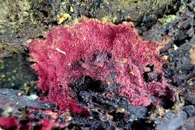 Attēlu rezultāti vaicājumam “Hypomyces armeniacus”