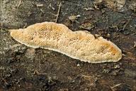 Attēlu rezultāti vaicājumam “Antrodia malicola”