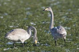 Attēlu rezultāti vaicājumam “Cygnus cygnus juvenile”