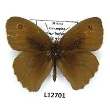 Attēlu rezultāti vaicājumam “Maniola jurtina male”