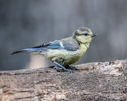 Image result for Cyanistes caeruleus