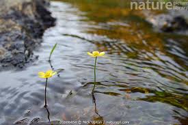 Attēlu rezultāti vaicājumam “Ranunculus flammula flower”