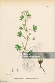 Attēlu rezultāti vaicājumam “Geranium pusillum”