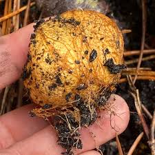 Attēlu rezultāti vaicājumam “Rhizopogon luteolus”