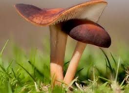 Attēlu rezultāti vaicājumam “Physarum obscurum”