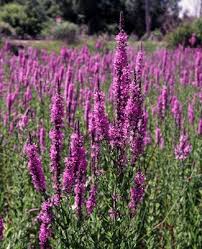 Attēlu rezultāti vaicājumam “Lythrum salicaria flower”