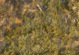 Attēlu rezultāti vaicājumam “Collema”