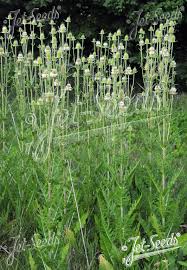 Image result for Dipsacus laciniatus