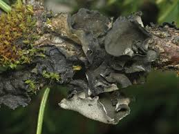 Attēlu rezultāti vaicājumam “Leptogium saturninum”