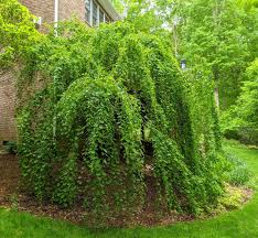 Attēlu rezultāti vaicājumam “Cercidiphyllum japonicum”