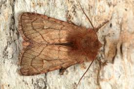 Attēlu rezultāti vaicājumam “Eriopygodes imbecilla”