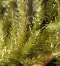 Attēlu rezultāti vaicājumam “Cribraria oregana stalked”