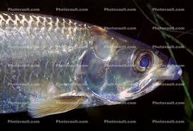 Image result for Megalops atlanticus