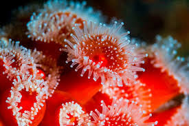 ผลการค้นหารูปภาพสำหรับ strawberry anemone