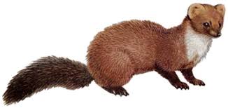 Attēlu rezultāti vaicājumam “Martes foina”