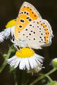 Attēlu rezultāti vaicājumam “Lycaena dispar female”